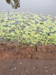 Nymphoides indica