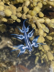 Glaucus atlanticus