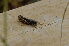 Melanoplus ponderosus