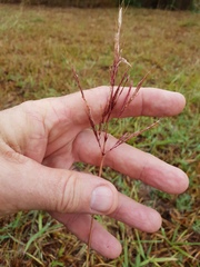 Capillipedium spicigerum