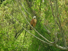 Busarellus nigricollis