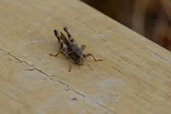 Melanoplus ponderosus