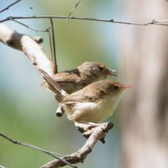 Malurus melanocephalus