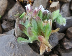 Cerastium nigrescens arcticum