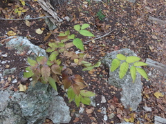 Ungnadia speciosa