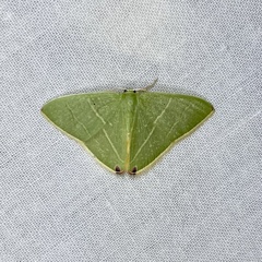 Urolitha bipunctifera