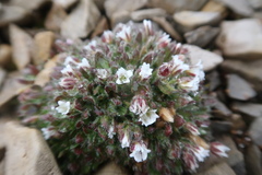 Cerastium nigrescens arcticum