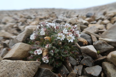 Cerastium nigrescens arcticum