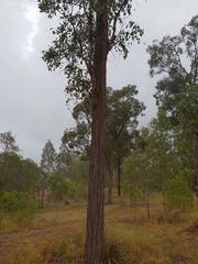 Eucalyptus fibrosa