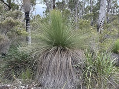 Xanthorrhoea preissii