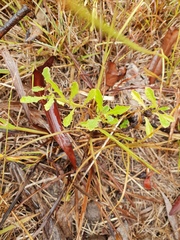 Sphaeromorphaea australis