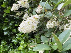 Ligustrum sinense