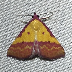 Phytometra rhodarialis