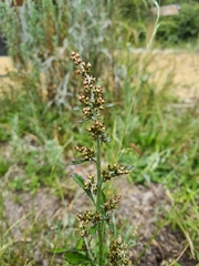 Gamochaeta americana