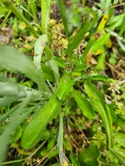 Gamochaeta americana