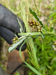 Gamochaeta americana