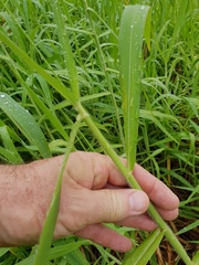 Urochloa mutica