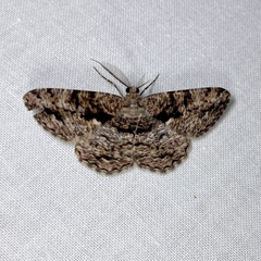 Hypomecis externaria