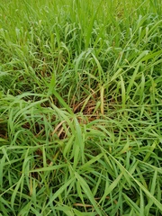 Urochloa mutica