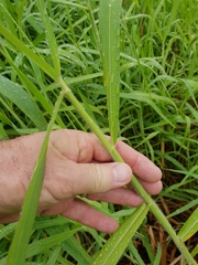 Urochloa mutica