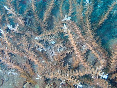 Acropora awi