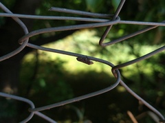 Cephisus siccifolius