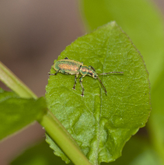 Phyllobius argentatus
