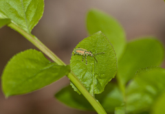 Phyllobius argentatus