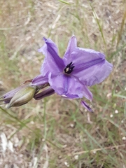 Arthropodium strictum