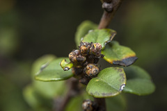 Ceanothus verrucosus