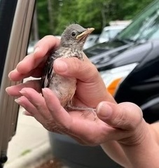 Mimus polyglottos