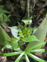 Tacca palmata