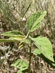 Sida hackettiana