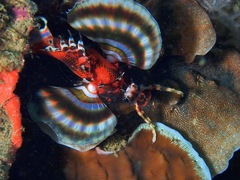 Dendrochirus biocellatus