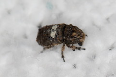 Toxonotus cornutus