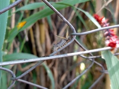 Halysidota ruscheweyhi