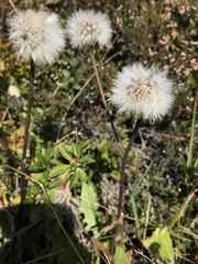 Crepis conyzifolia