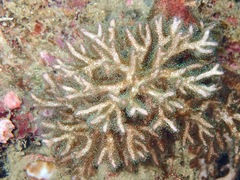 Pocillopora acuta