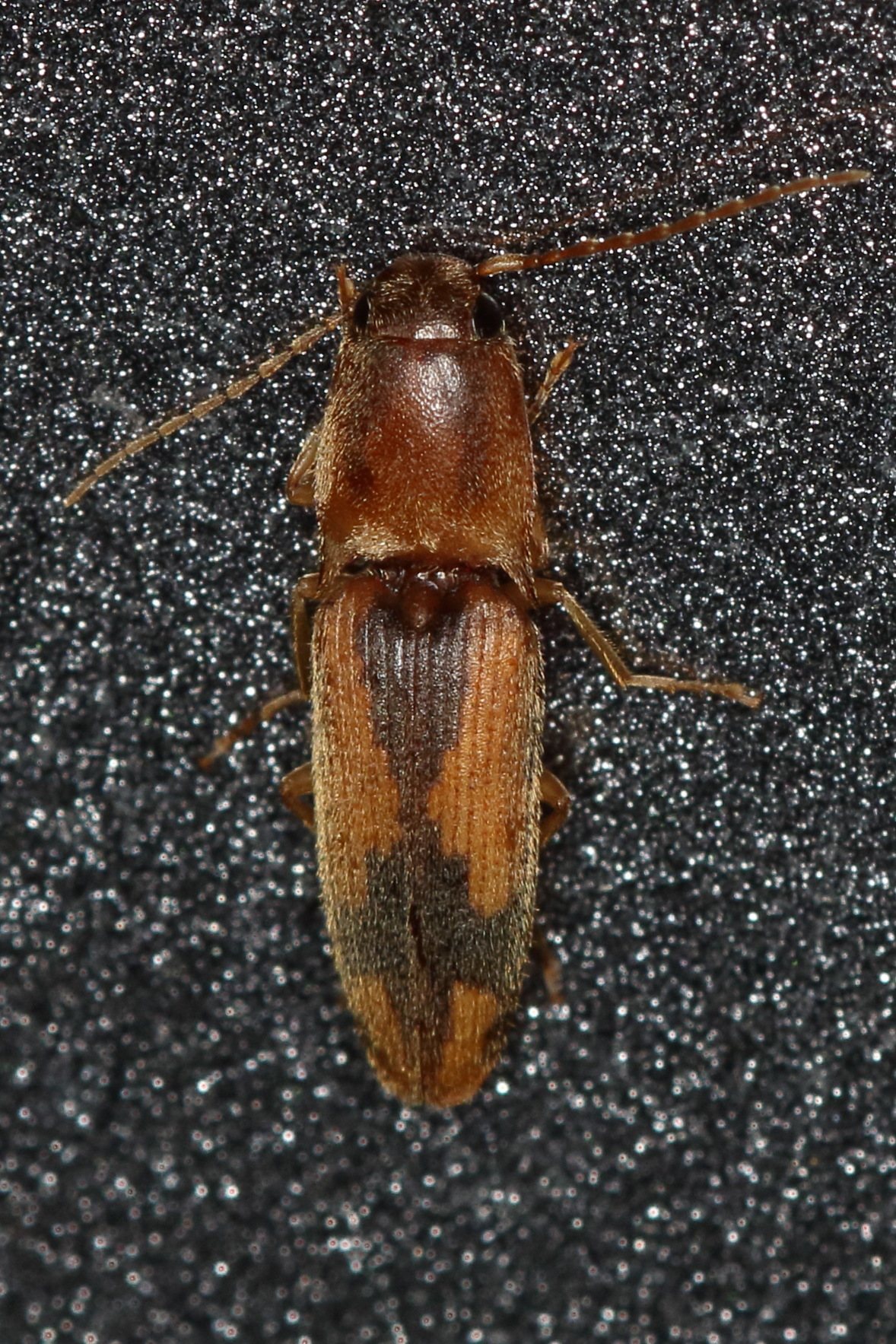 tobacco wireworm in house Tobacco Wireworm (Conoderus vespertinus) · iNaturalist