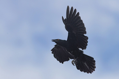 Corvus leucognaphalus