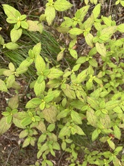 Rhododendron oldhamii