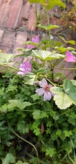 Malva sylvestris
