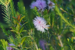 Melaleuca decussata