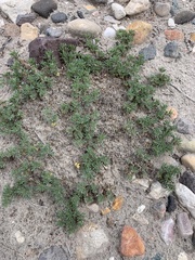 Astragalus kentrophyta tegetarius
