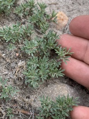 Astragalus kentrophyta tegetarius