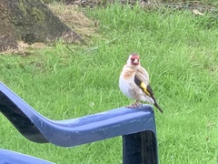 Carduelis carduelis britannica