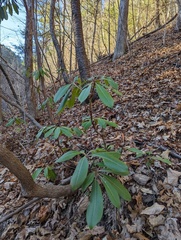 Rhododendron maximum