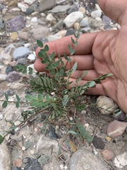 Astragalus megacarpus