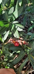 Nerium oleander