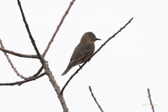 Hirundinea ferruginea